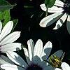 Osteospermum 'Soprano White', flowers