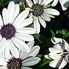 Osteospermum 'Soprano White', flowers