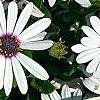 Osteospermum 'Soprano White', flowers