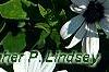 Osteospermum 'Soprano White', flowers