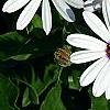 Osteospermum 'Soprano White', flowers