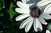 Osteospermum 'Soprano White', flowers
