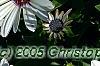Osteospermum 'Soprano White', flowers