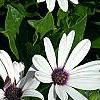 Osteospermum 'Soprano White', flowers