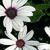 Osteospermum 'Soprano White', flowers