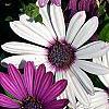 Osteospermum 'Soprano White', flowers