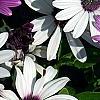 Osteospermum 'Soprano White', flowers