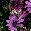 Osteospermum 'Soprano White', flowers