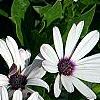 Osteospermum 'Soprano White', flowers
