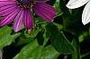 Osteospermum 'Soprano White', flowers