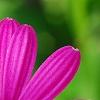 Osteospermum 'Wild Side', flowers