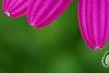 Osteospermum 'Wild Side', flowers