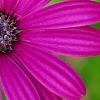 Osteospermum 'Wild Side', flowers