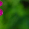Osteospermum 'Wild Side', flowers