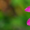 Osteospermum 'Wild Side', flowers