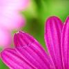 Osteospermum 'Wild Side', flowers