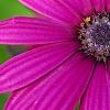 Osteospermum 'Wild Side', flowers