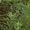 Parthenium integrifolium, habit