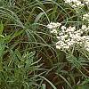 Parthenium integrifolium, habit