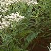 Parthenium integrifolium, habit
