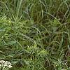 Parthenium integrifolium, habit