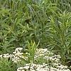 Parthenium integrifolium, habit