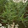 Parthenium integrifolium, habit