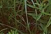Parthenium integrifolium, habit