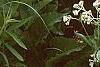 Parthenium integrifolium, habit