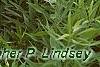 Parthenium integrifolium, habit
