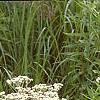 Parthenium integrifolium, habit