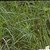 Parthenium integrifolium, habit