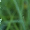 Parthenium integrifolium, flowers