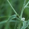 Parthenium integrifolium, flowers