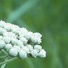Parthenium integrifolium, flowers