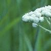 Parthenium integrifolium, flowers