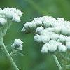 Parthenium integrifolium, flowers