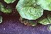 Petasites hybridus, habit