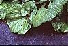 Petasites hybridus, habit