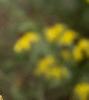 Ratidiba pinnata, flowers