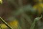 Ratidiba pinnata, flowers