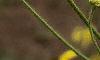 Ratidiba pinnata, flowers