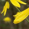 Ratidiba pinnata, flowers