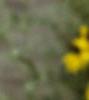 Ratidiba pinnata, flowers