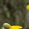 Ratidiba pinnata, flowers