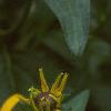 Rudbeckia fulgida, flowers