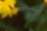 Rudbeckia fulgida, flowers