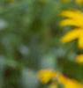 Rudbeckia fulgida, flowers