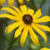 Rudbeckia fulgida, flowers