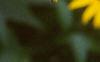 Rudbeckia fulgida, flowers